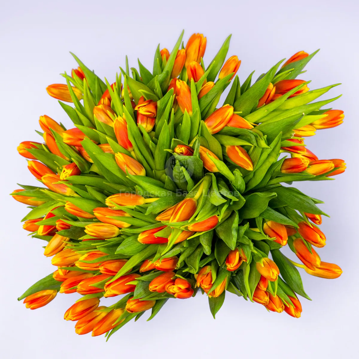 Букет из 101 оранжевого тюльпана фото №2 Букет из 101 оранжевого тюльпана