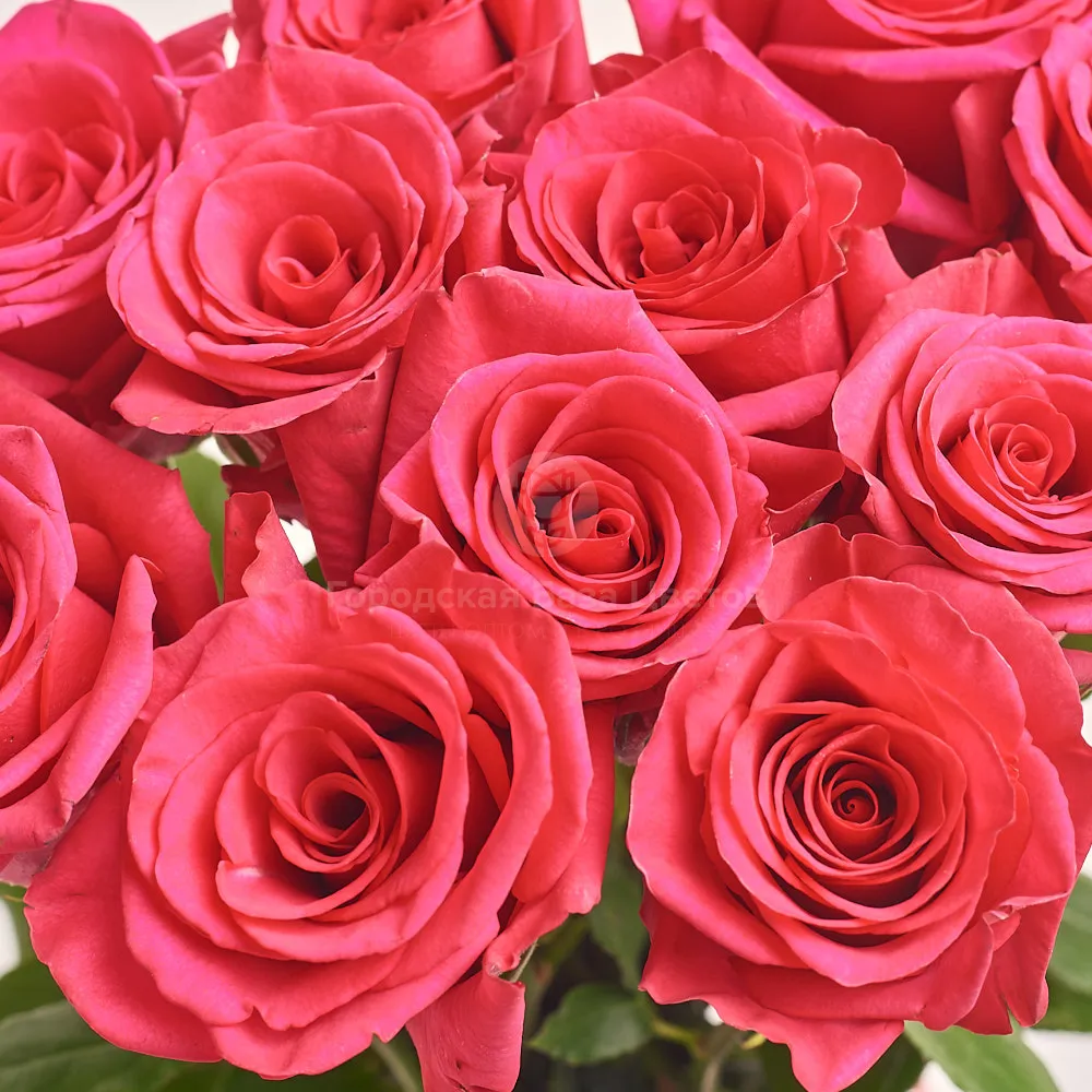 11 розовых роз (60 см)
