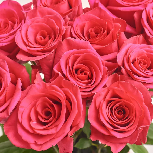 11 розовых роз (60 см)