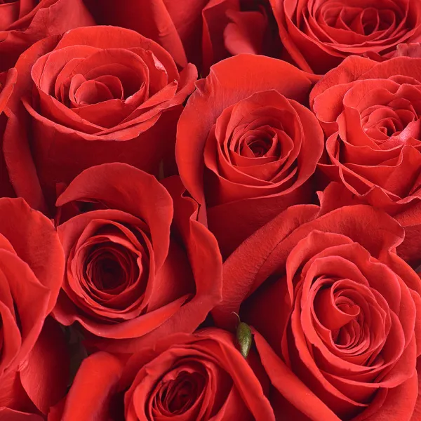25 ярко-красных роз (60 см)