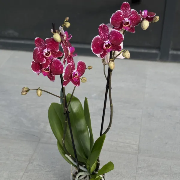 Орхидея в горшке бордовая