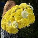 29 одноголовых хризантем