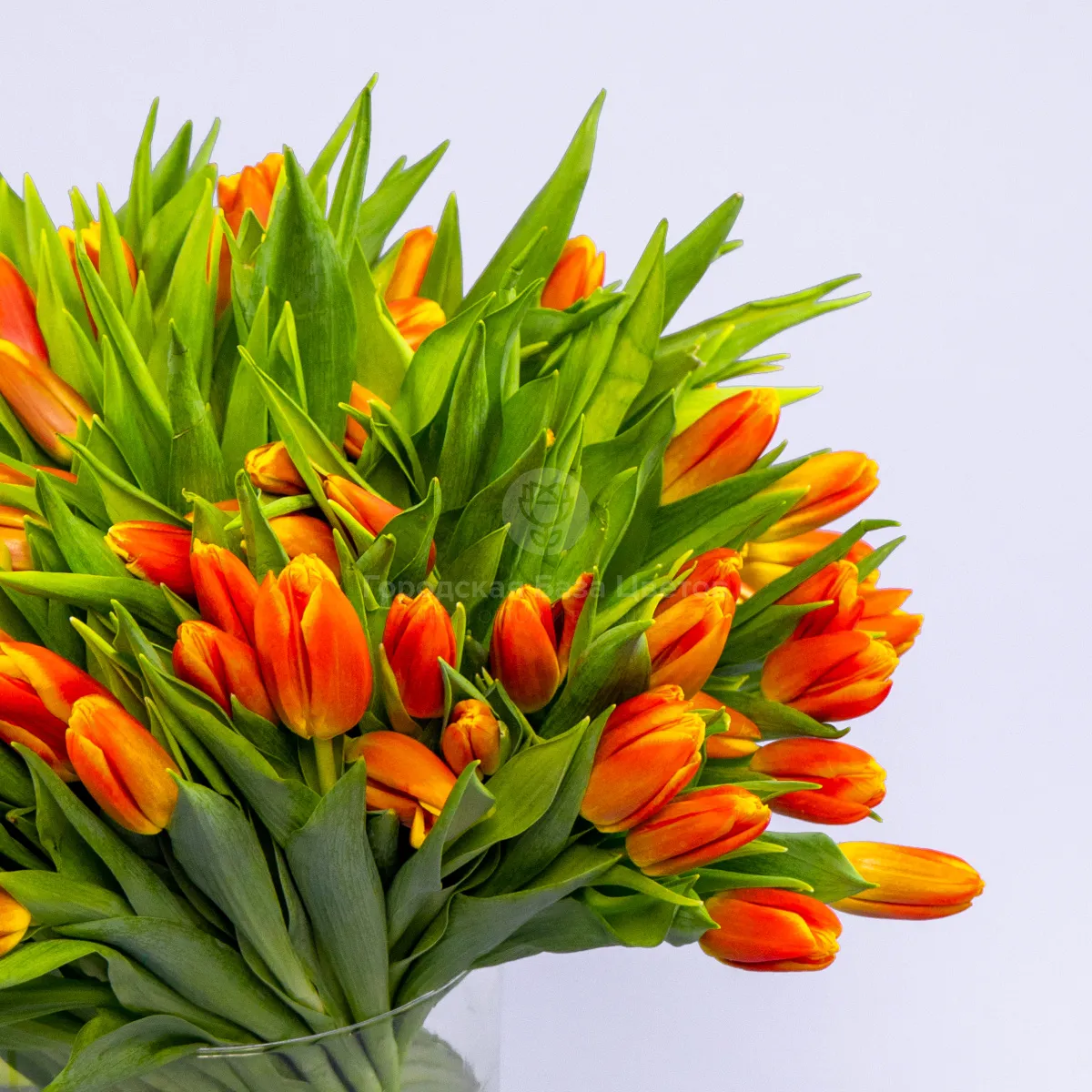 Букет из 101 оранжевого тюльпана фото №5 Букет из 101 оранжевого тюльпана