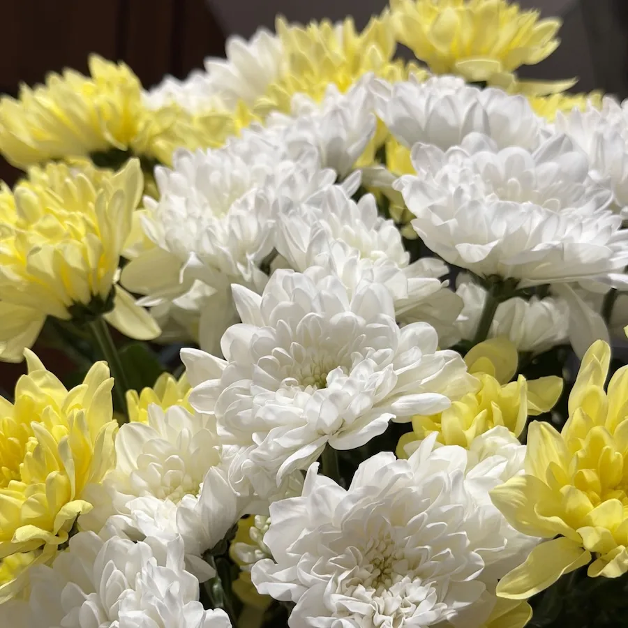 Букет из кустовых хризантем