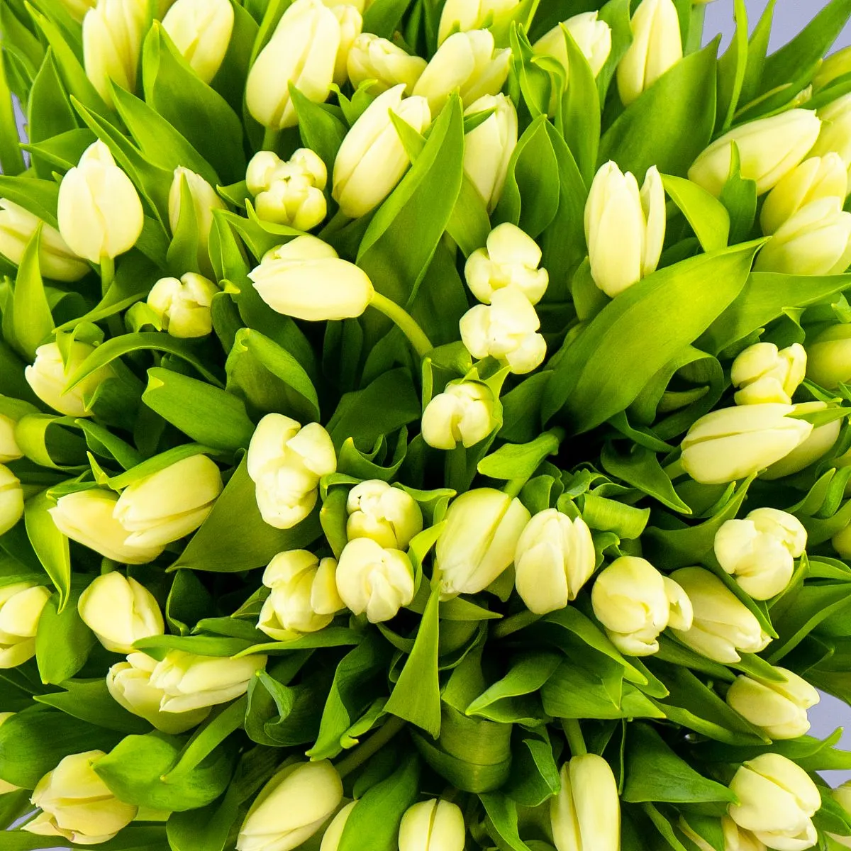 Букет из 97 тюльпановфото №4 Букет из 97 тюльпанов