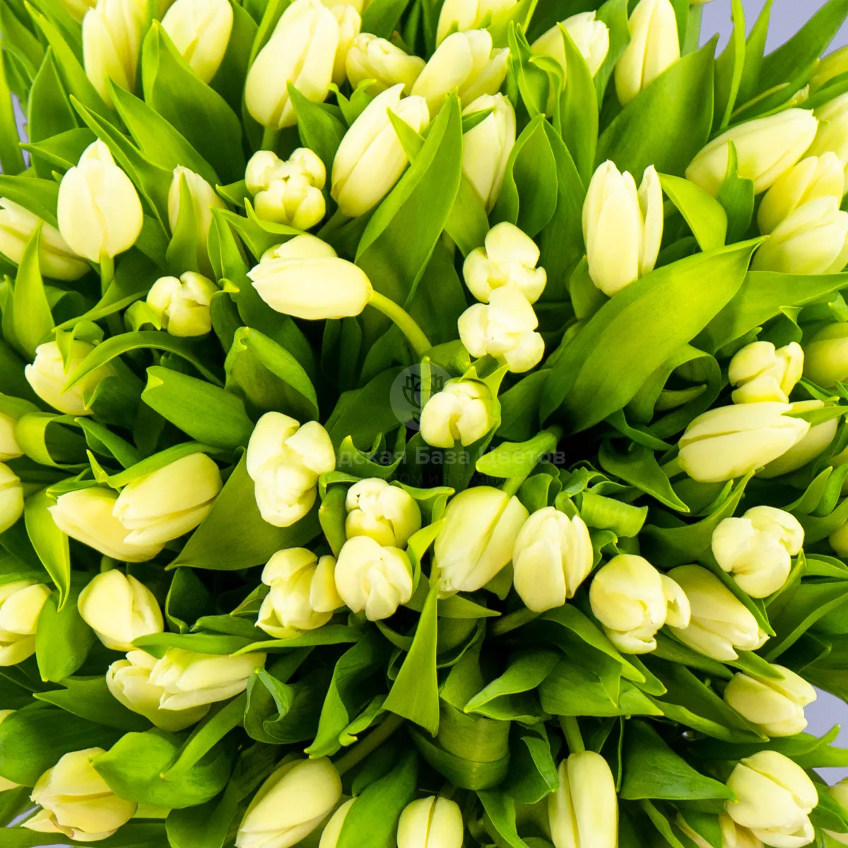 Букет из 97 тюльпанов фото №4 Букет из 97 тюльпанов