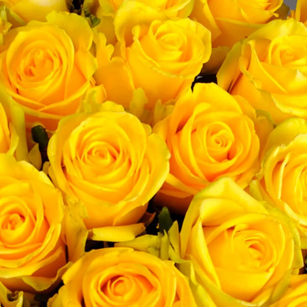 25 желтых роз (50 см)