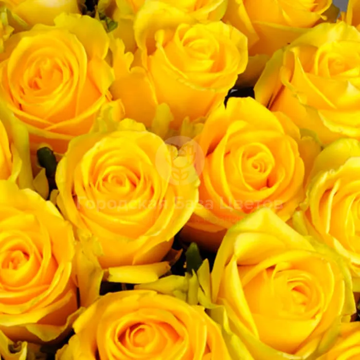 21 жёлтая роза (50 см)