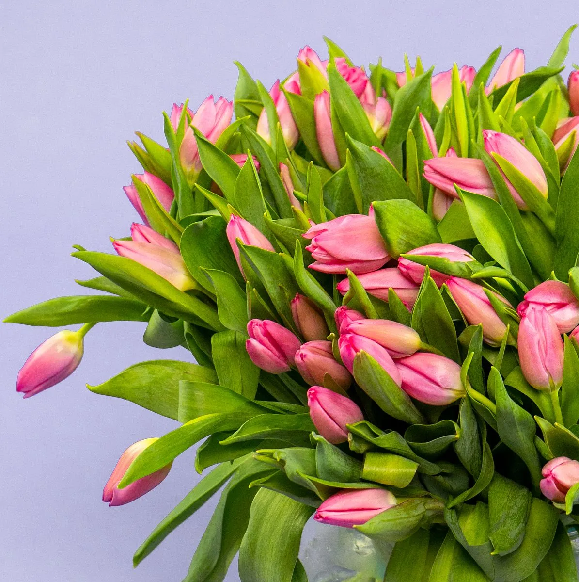 Букет из 101 розового тюльпана