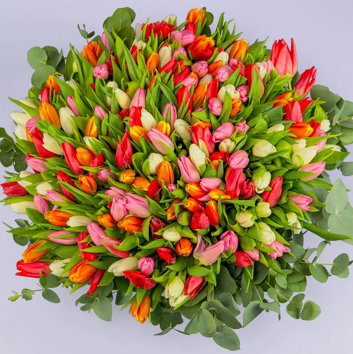 Букет из 201 тюльпана и эвкалиптафото №2 Букет из 201 тюльпана и эвкалипта