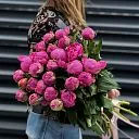 23 розовых пиона