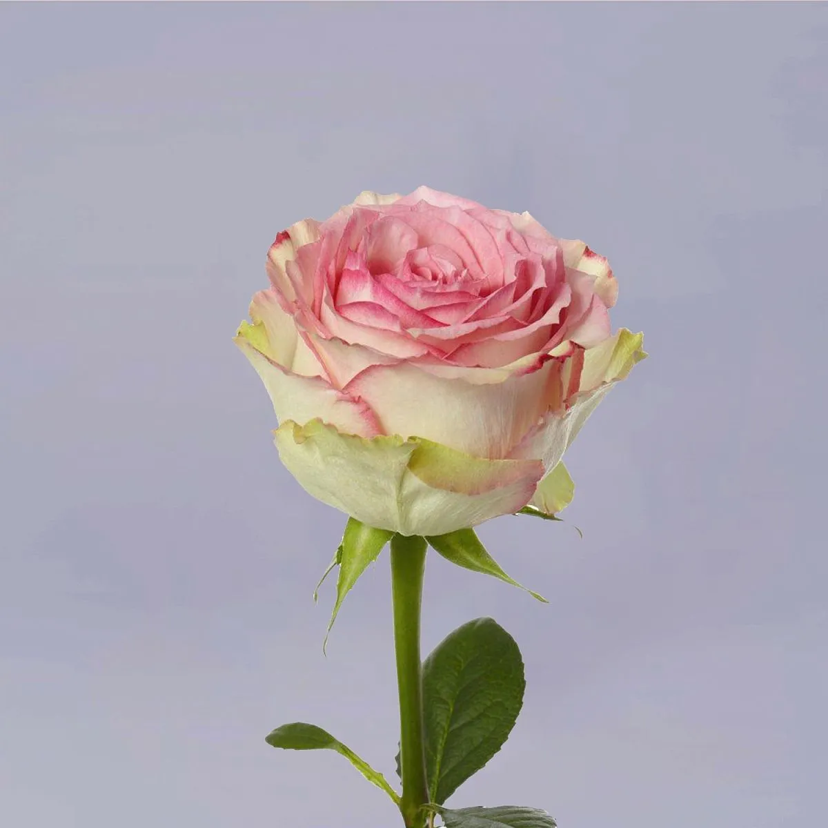 41 бело-розовая роза (70 см)