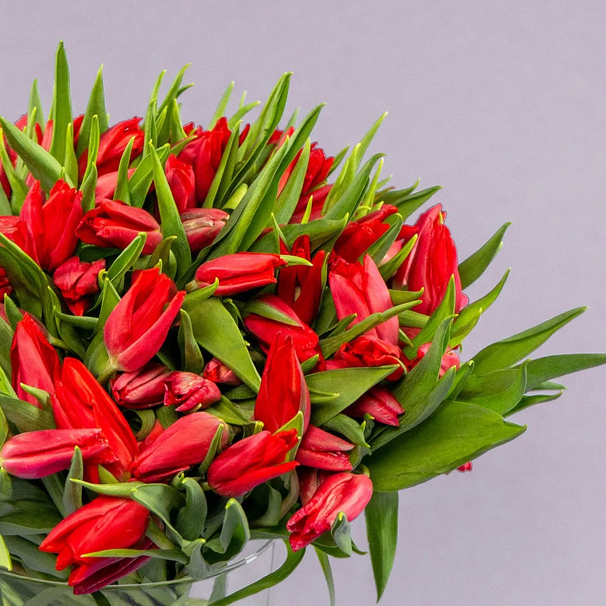 Букет из 101 красного тюльпанафото №5 Букет из 101 красного тюльпана