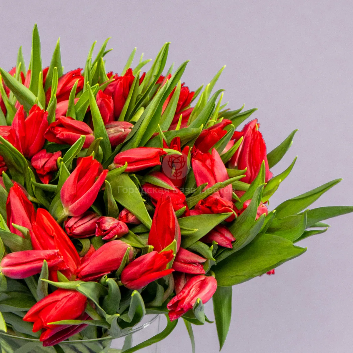 Букет из 101 красного тюльпана фото №5 Букет из 101 красного тюльпана