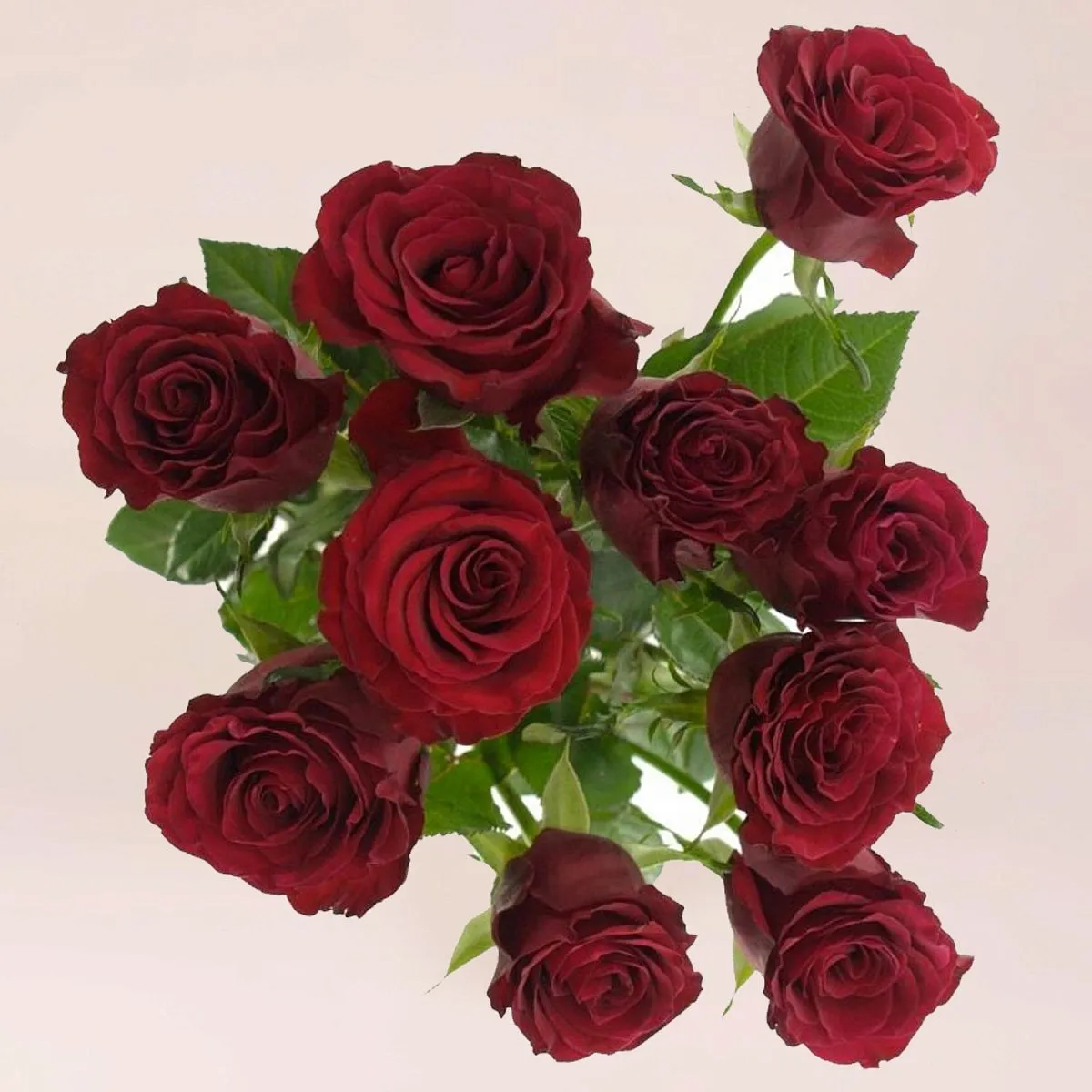 23 бордовые розы (70 см)