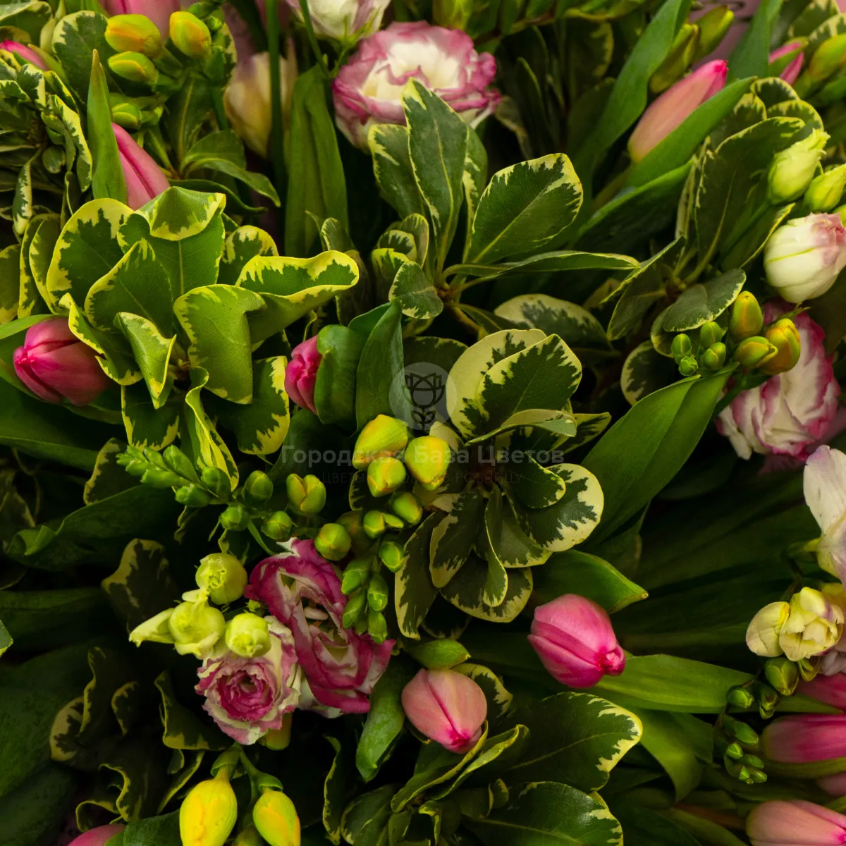 Букет из 25 тюльпанов и фрезий