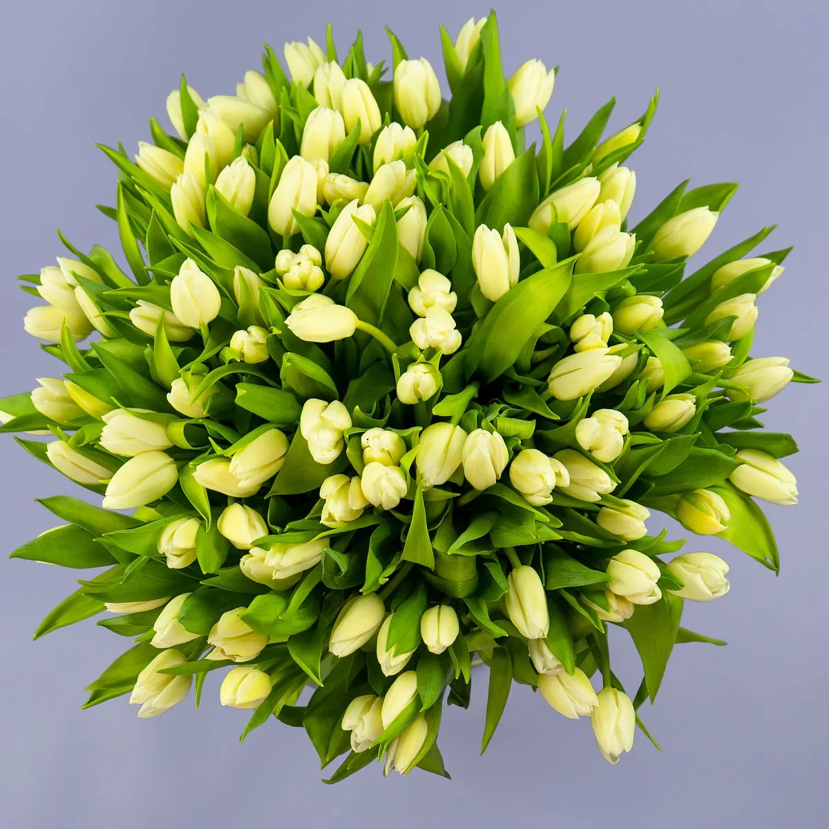 Букет из 97 тюльпановфото №2 Букет из 97 тюльпанов