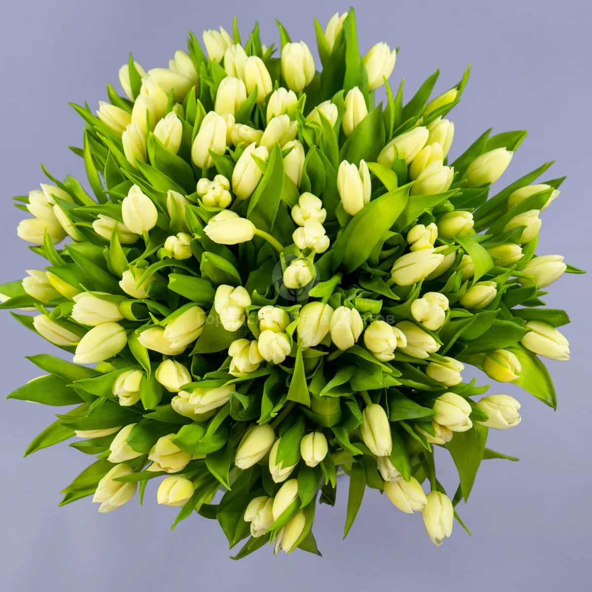 Букет из 97 тюльпанов фото №2 Букет из 97 тюльпанов