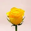 21 жёлтая роза (60 см)