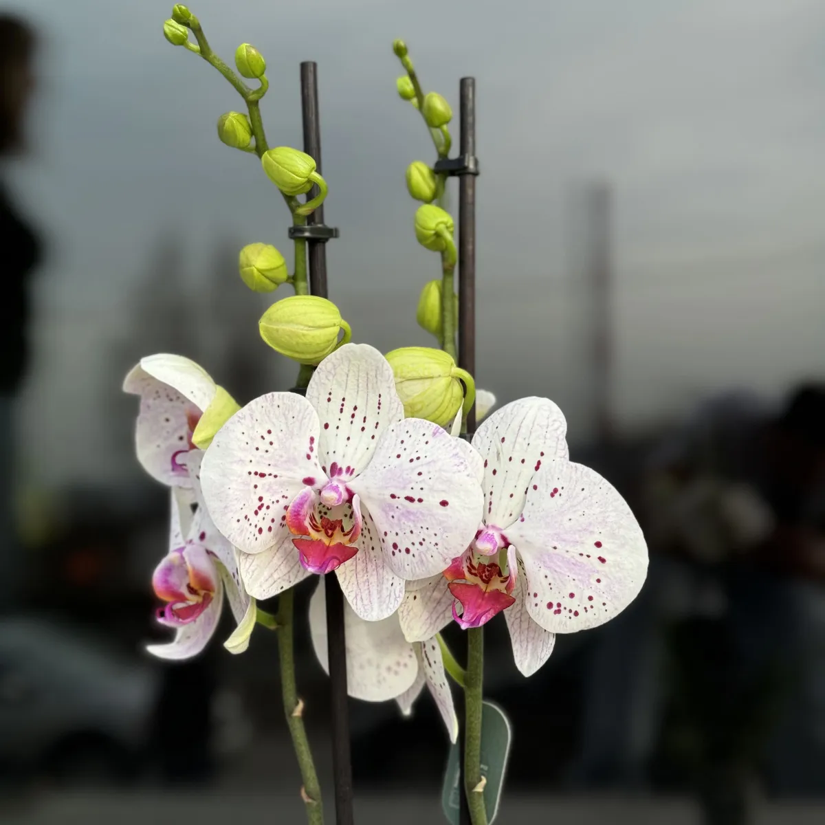 Орхидея в горшке белая
