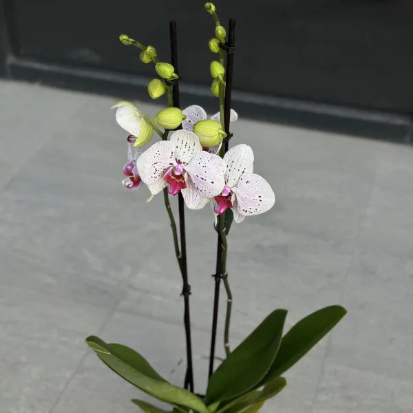 Орхидея в горшке белая
