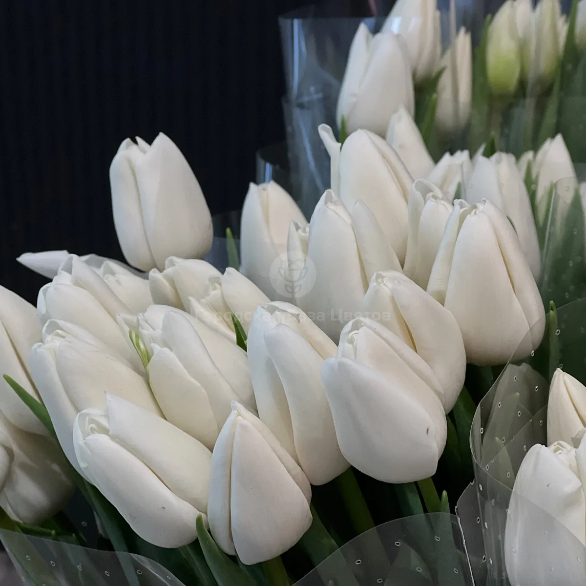 29 белых тюльпанов фото №4 29 белых тюльпанов