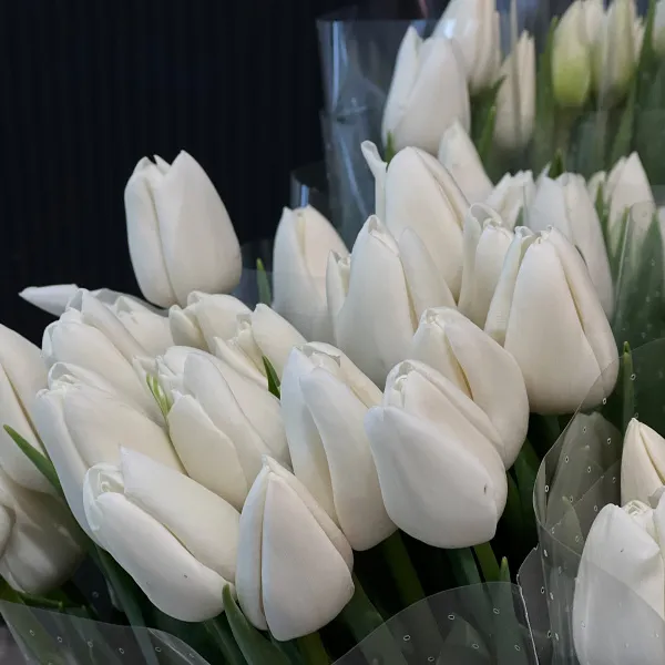 29 белых тюльпанов фото №4 29 белых тюльпанов