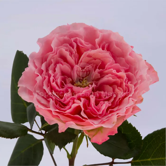 25 пионовидных роз (60 см)