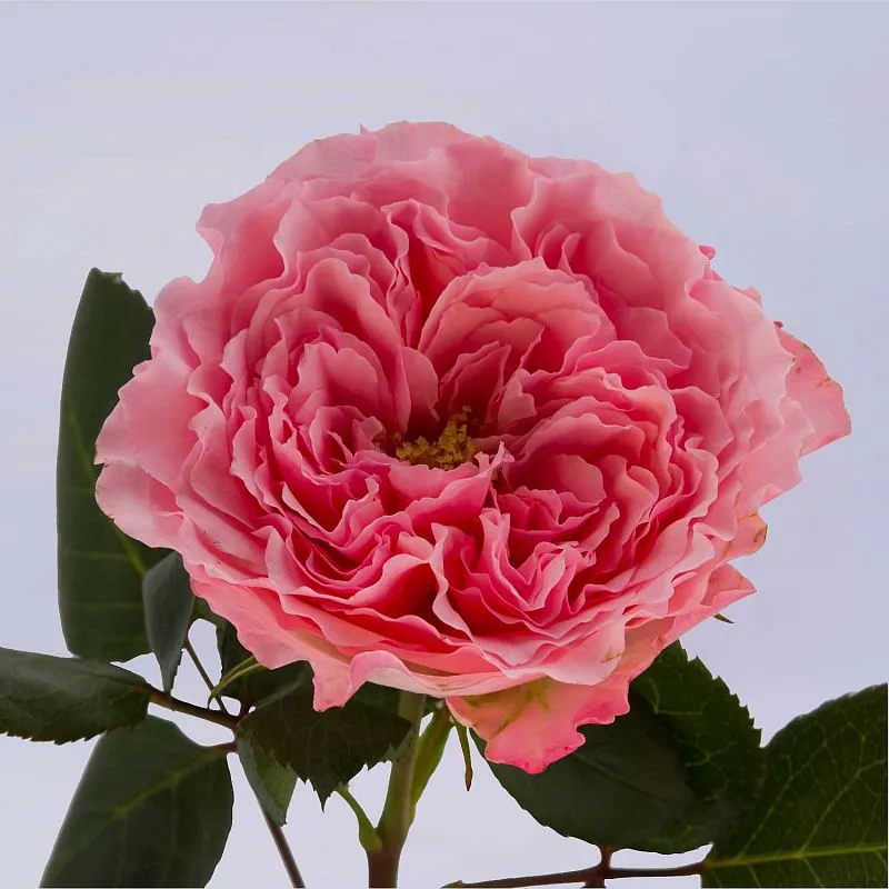 25 пионовидных роз (60 см)