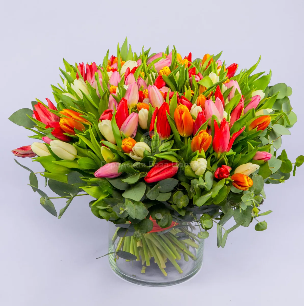 Букет из 151 тюльпана и эвкалипта фото №1 Букет из 151 тюльпана и эвкалипта