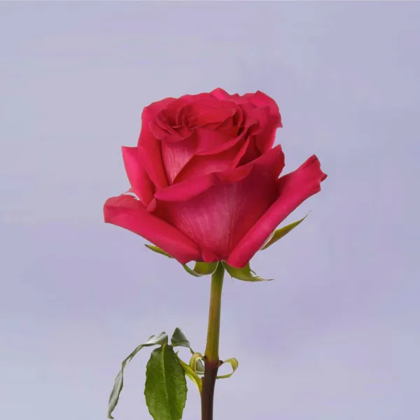 23 ярко-розовые розы (70 см)