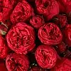 27 кустовых роз