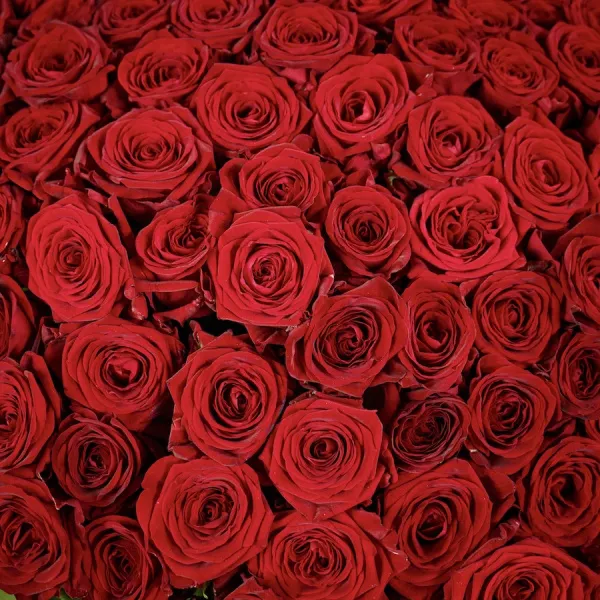 Букет из 151 розы и эвкалипта