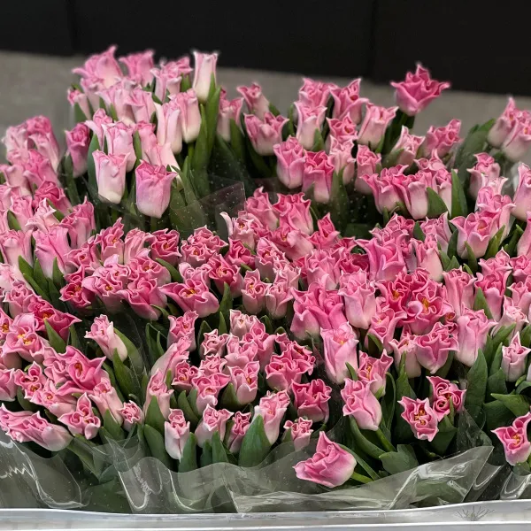 45 светло-розовых тюльпанов