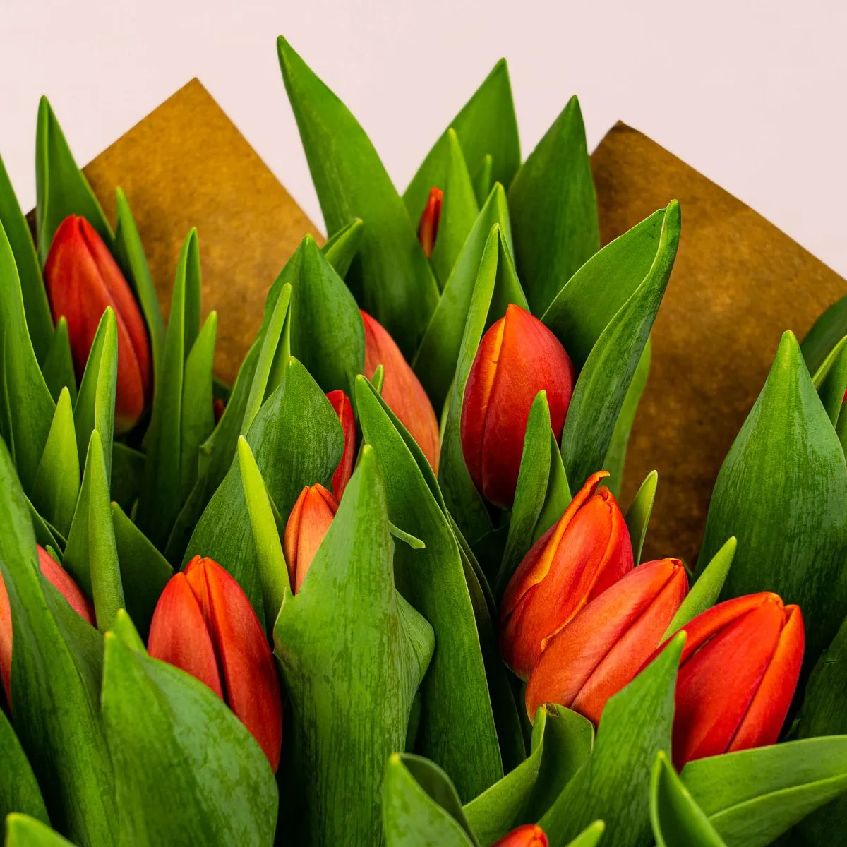 51 красный тюльпанфото №5 51 красный тюльпан