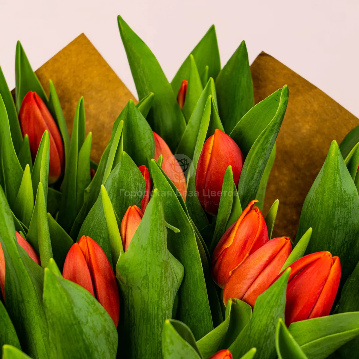 51 красный тюльпан фото №5 51 красный тюльпан