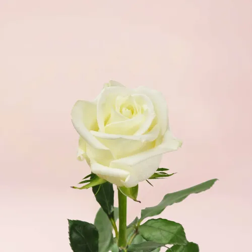 11 белых роз (70 см)