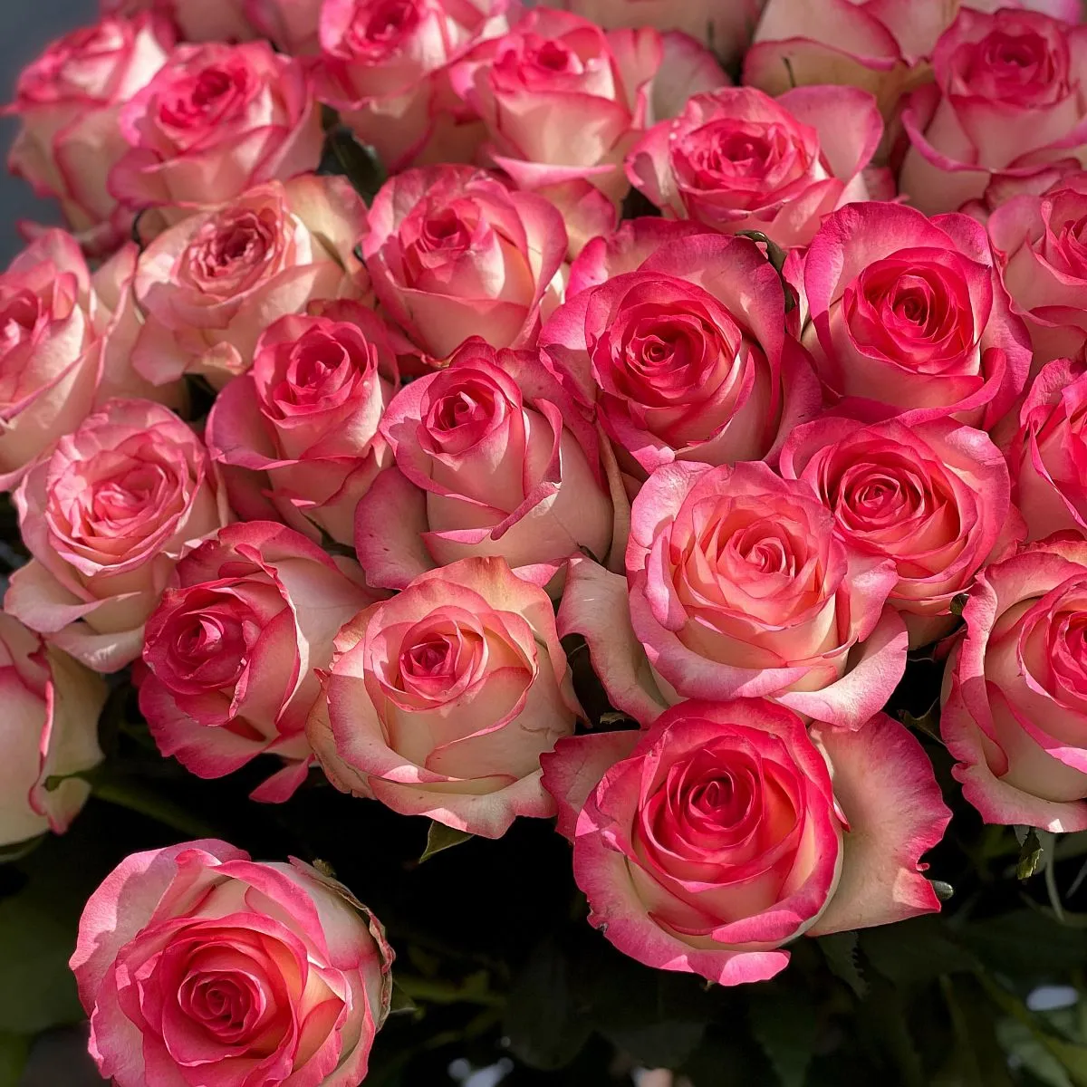 33 бело-розовых роз (70 см)
