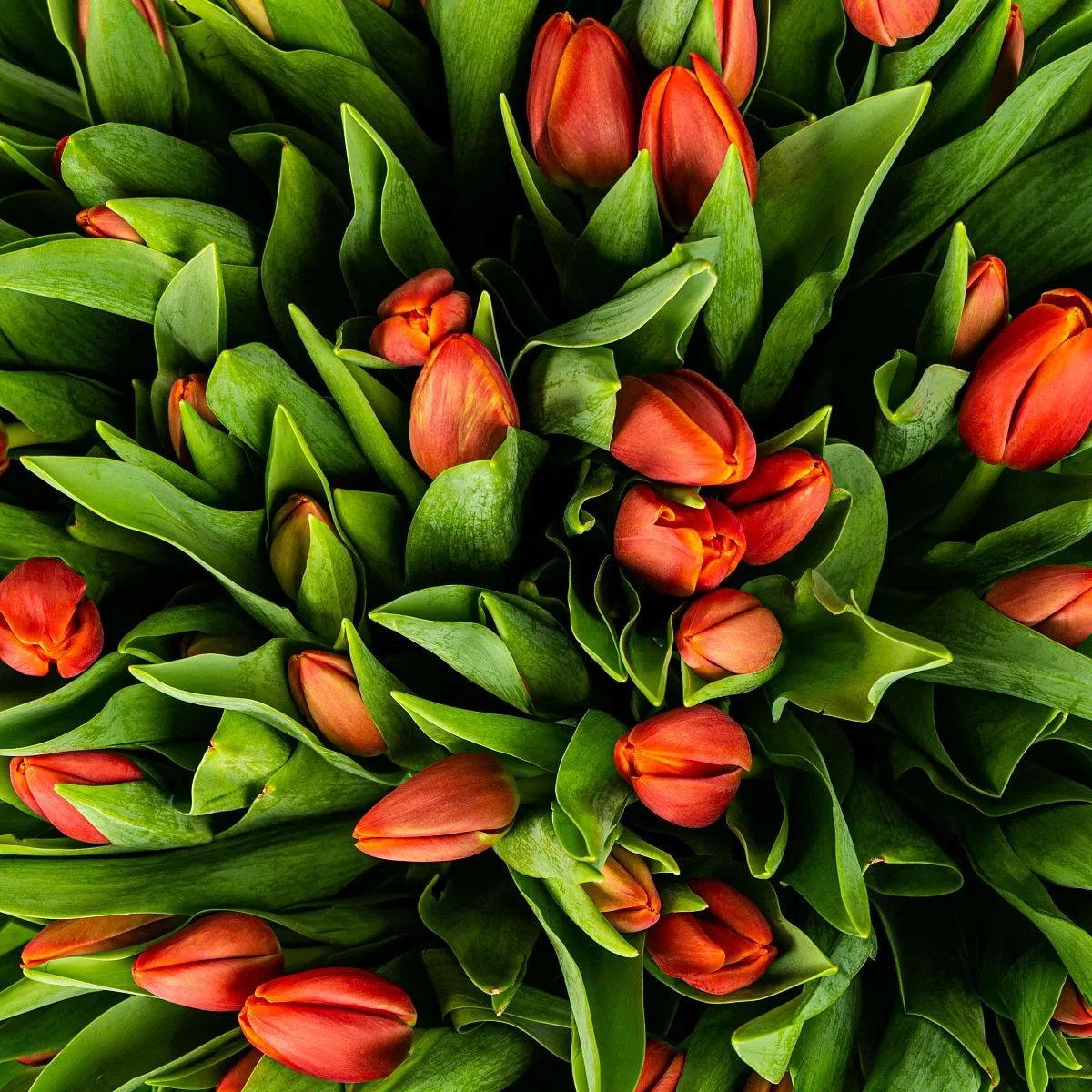 101 красный тюльпан в коробке