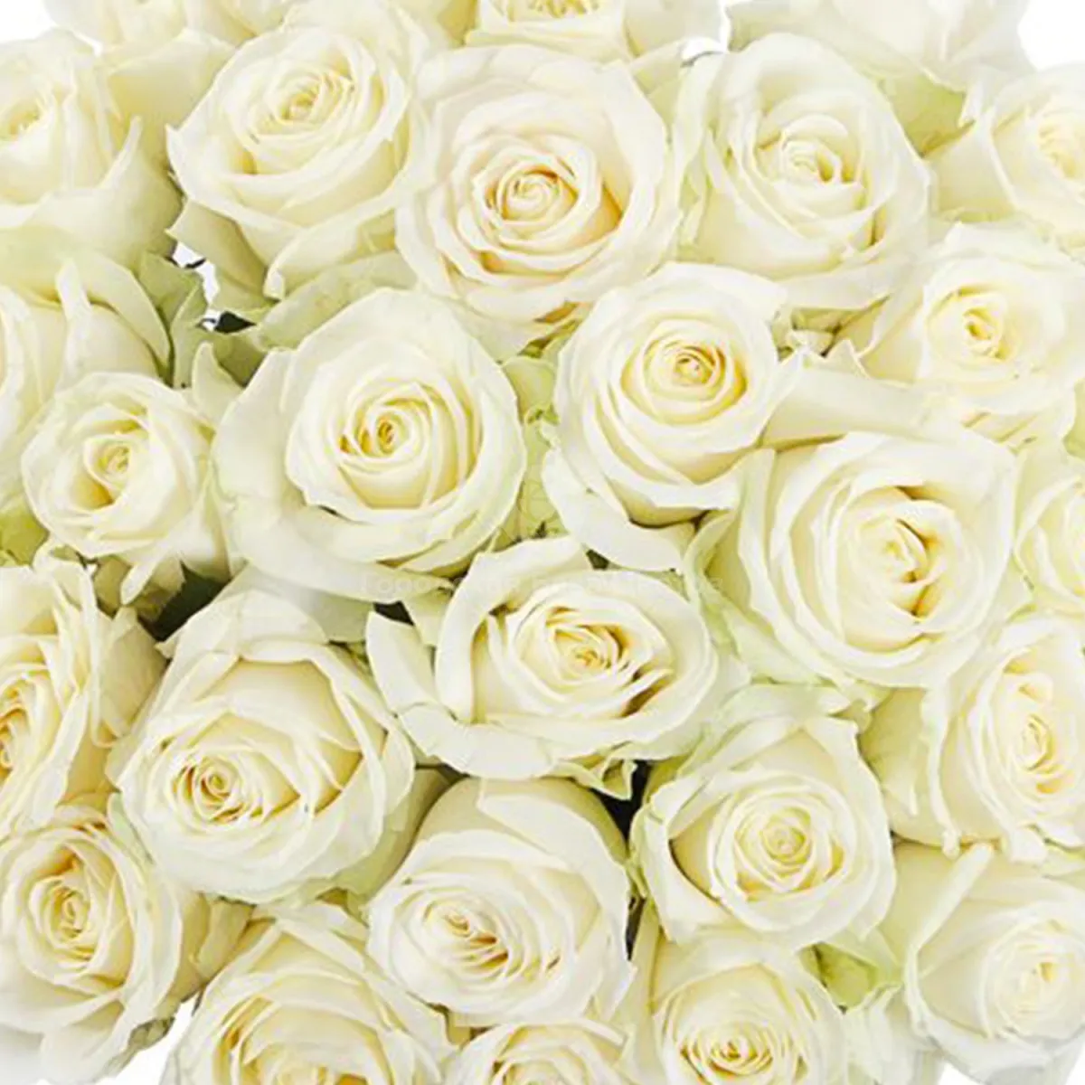19 белых роз (70 см)