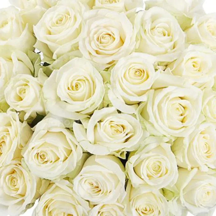 19 белых роз (50 см)