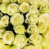 73 бело-зеленые розы (60 см)