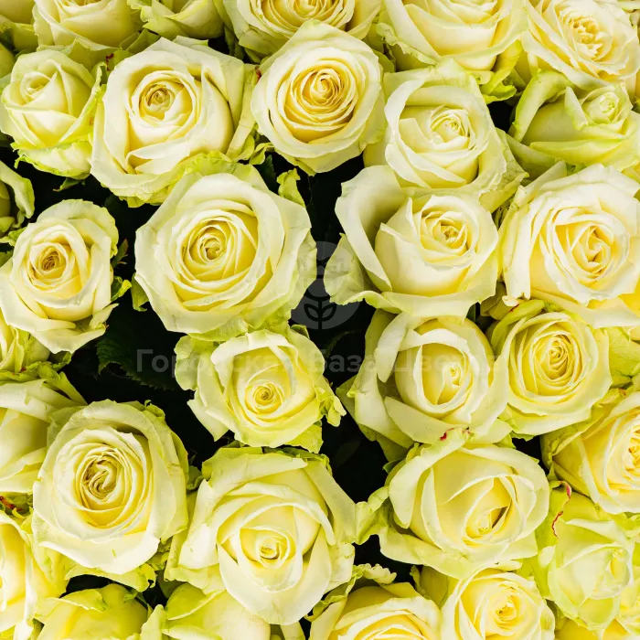 43 бело-зеленые розы (60 см)