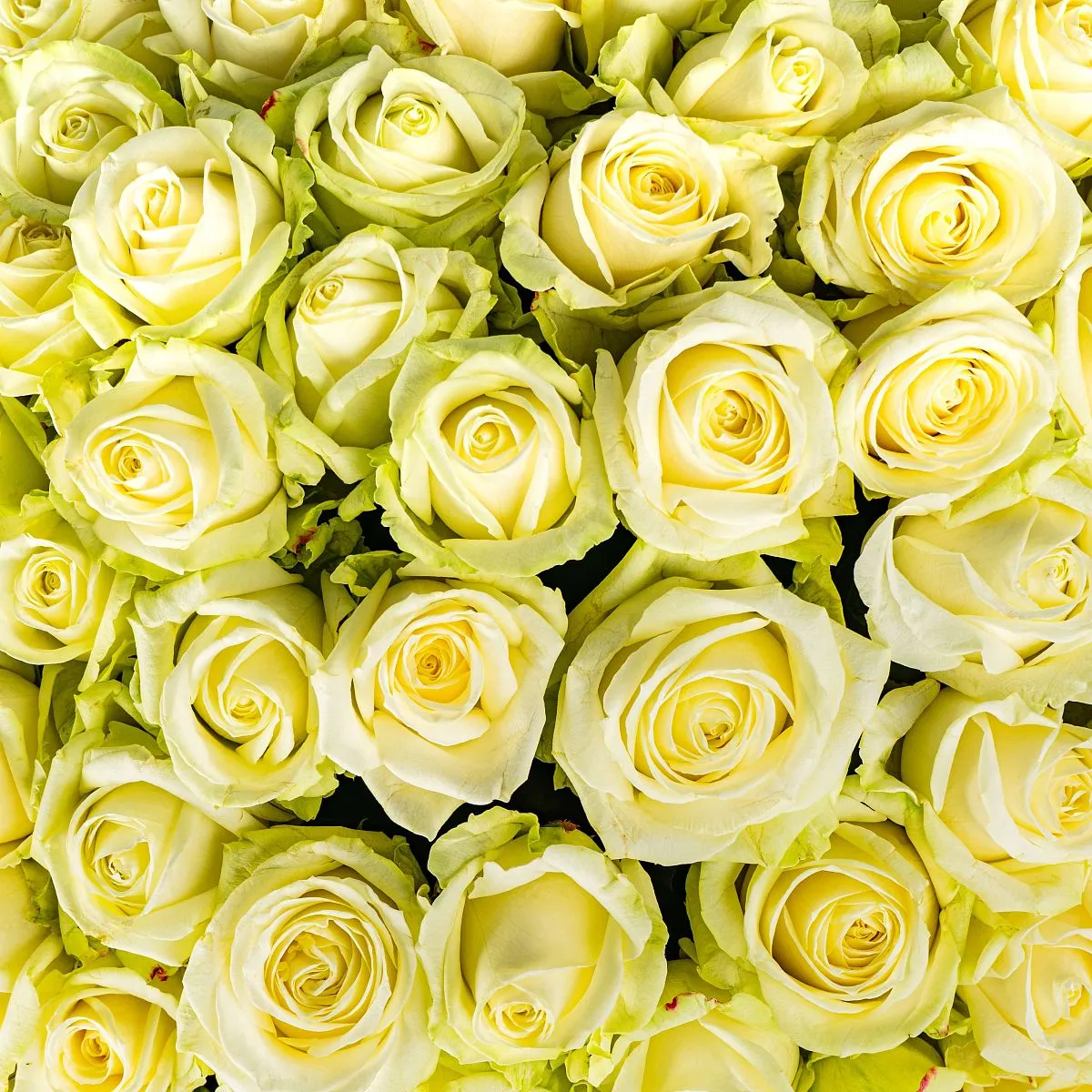 131 белая роза (50 см)