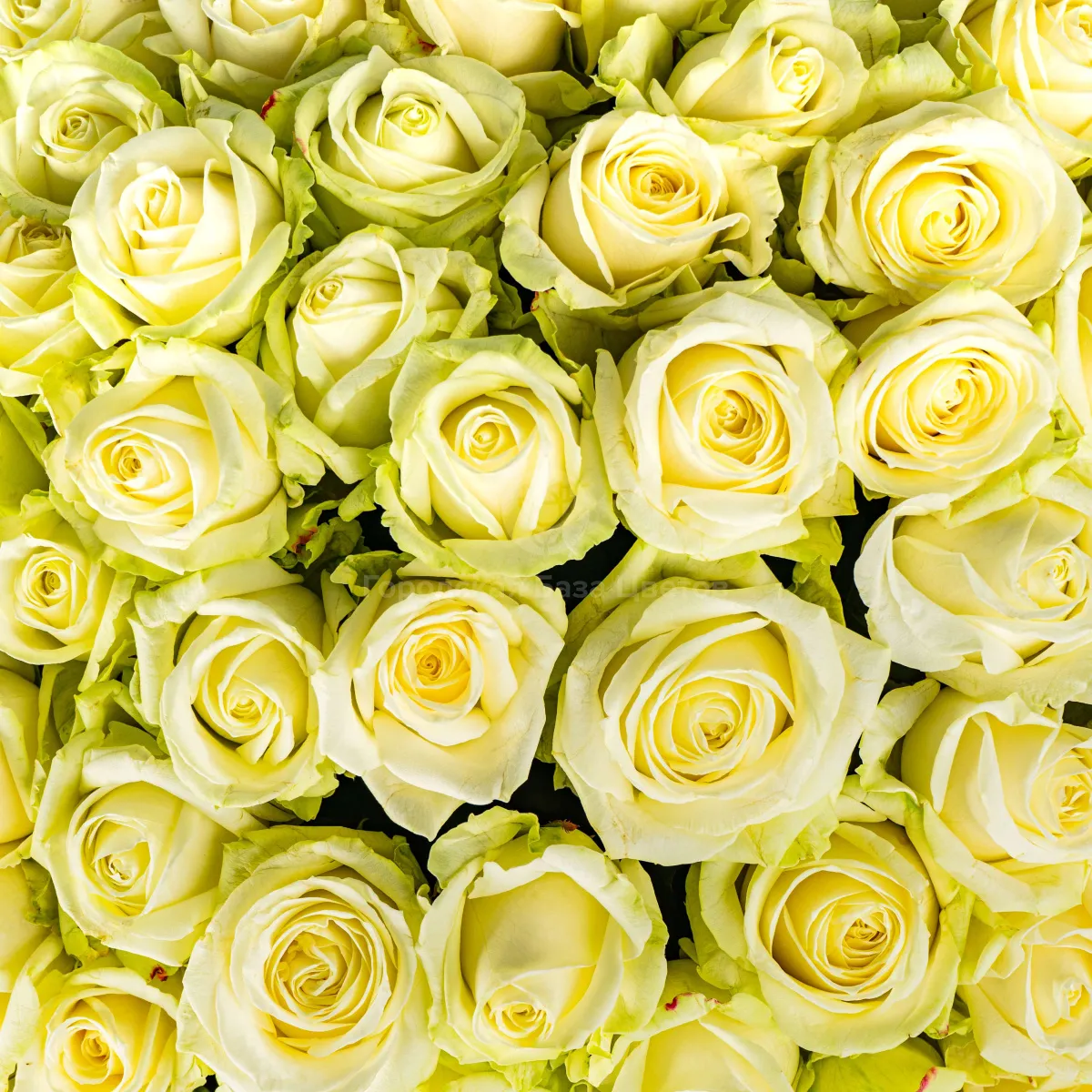 79 бело-зеленых роз (50 см)