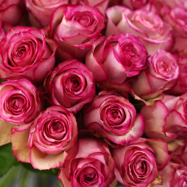 37 бело-розовых роз (35 см)