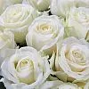 63 белые розы (60 см)