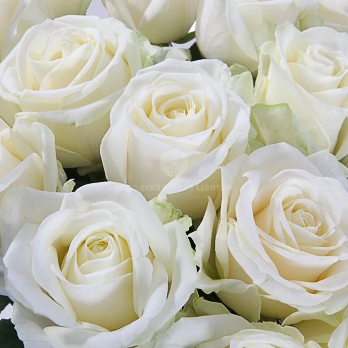 53 белые розы (50 см)
