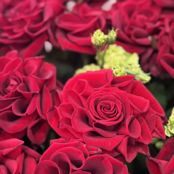 Букет из роз и эустом огромный