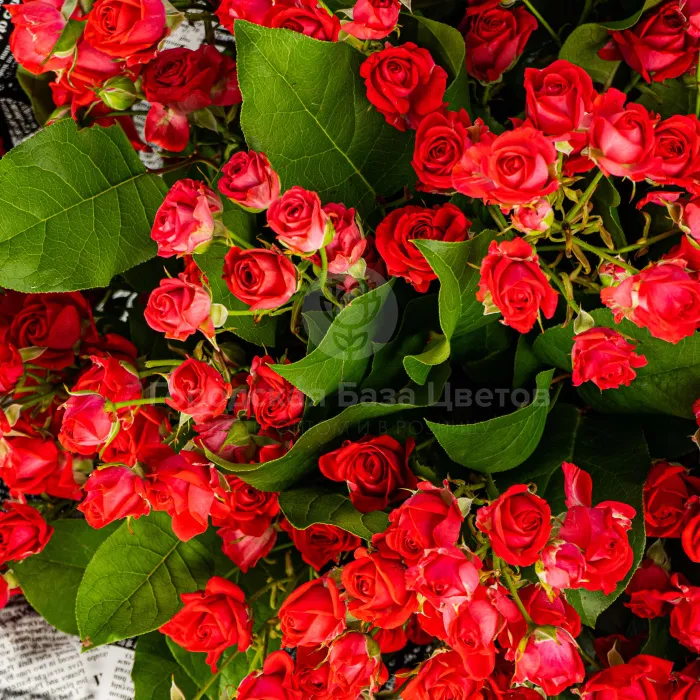 21 кустовая роза (50 см)
